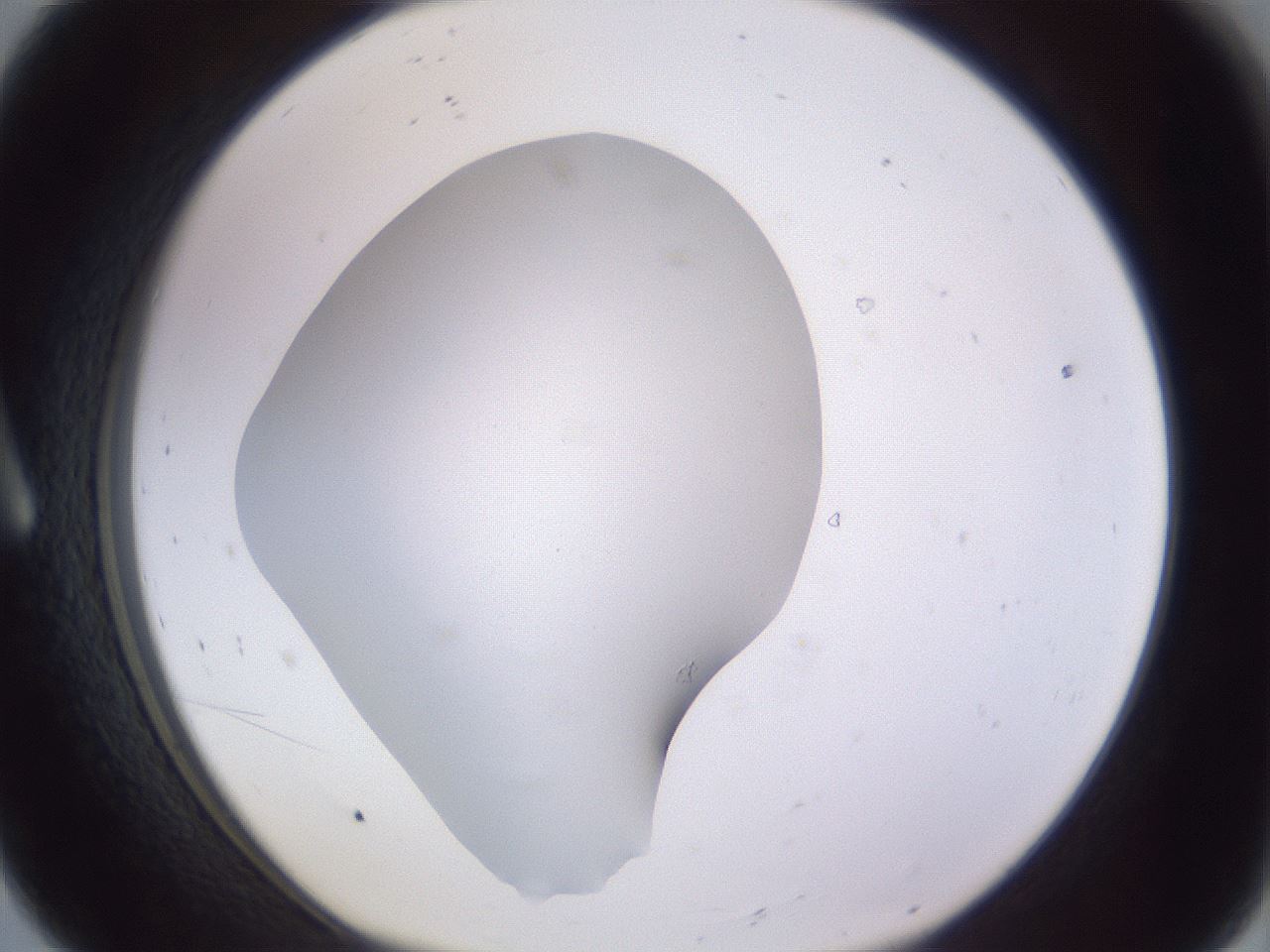folderID189_plateID2189_batchID9952_wellNum8_profileID1_d1_r147934_ef.jpg