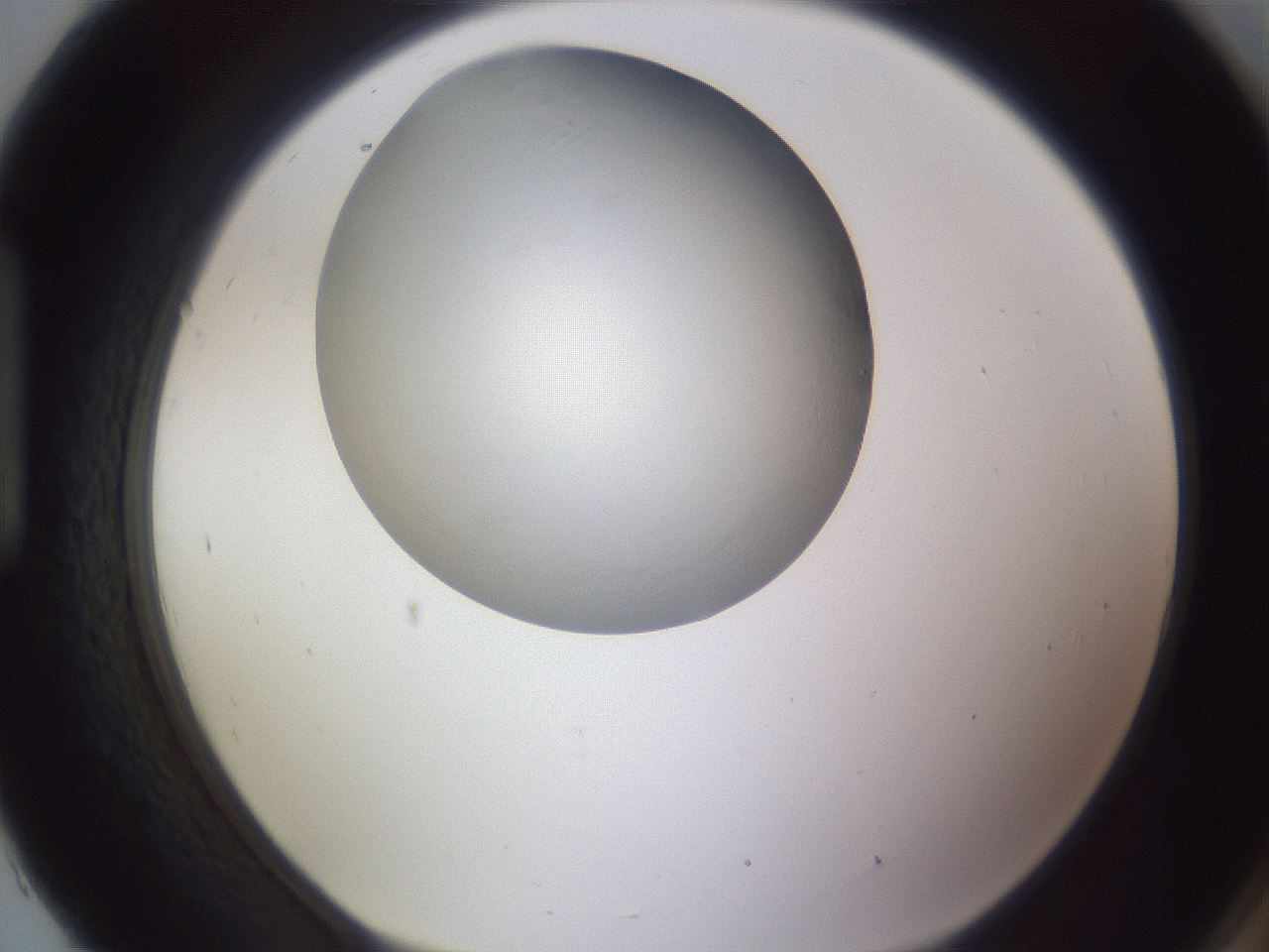 folderID189_plateID2189_batchID9952_wellNum93_profileID1_d1_r148019_ef.jpg