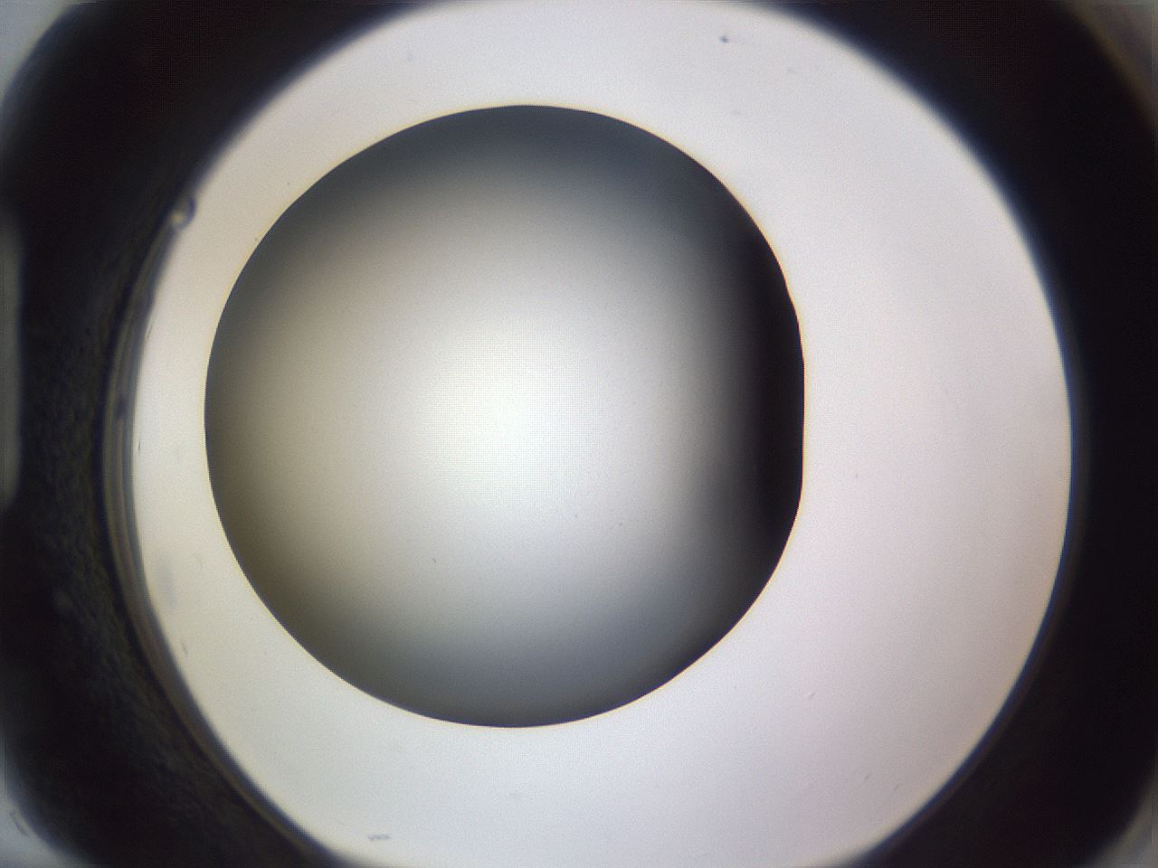 folderID189_plateID2189_batchID9952_wellNum94_profileID1_d1_r148020_ef.jpg