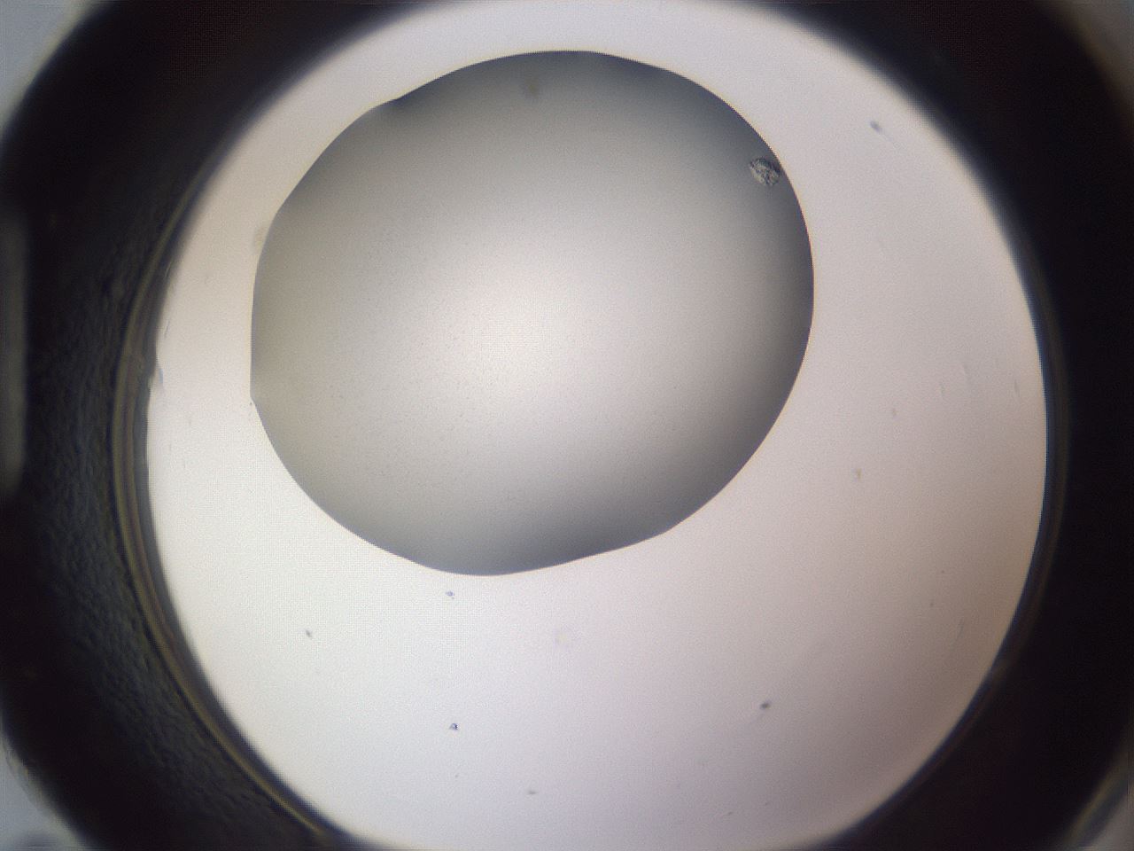 folderID189_plateID2189_batchID9952_wellNum95_profileID1_d1_r148021_ef.jpg