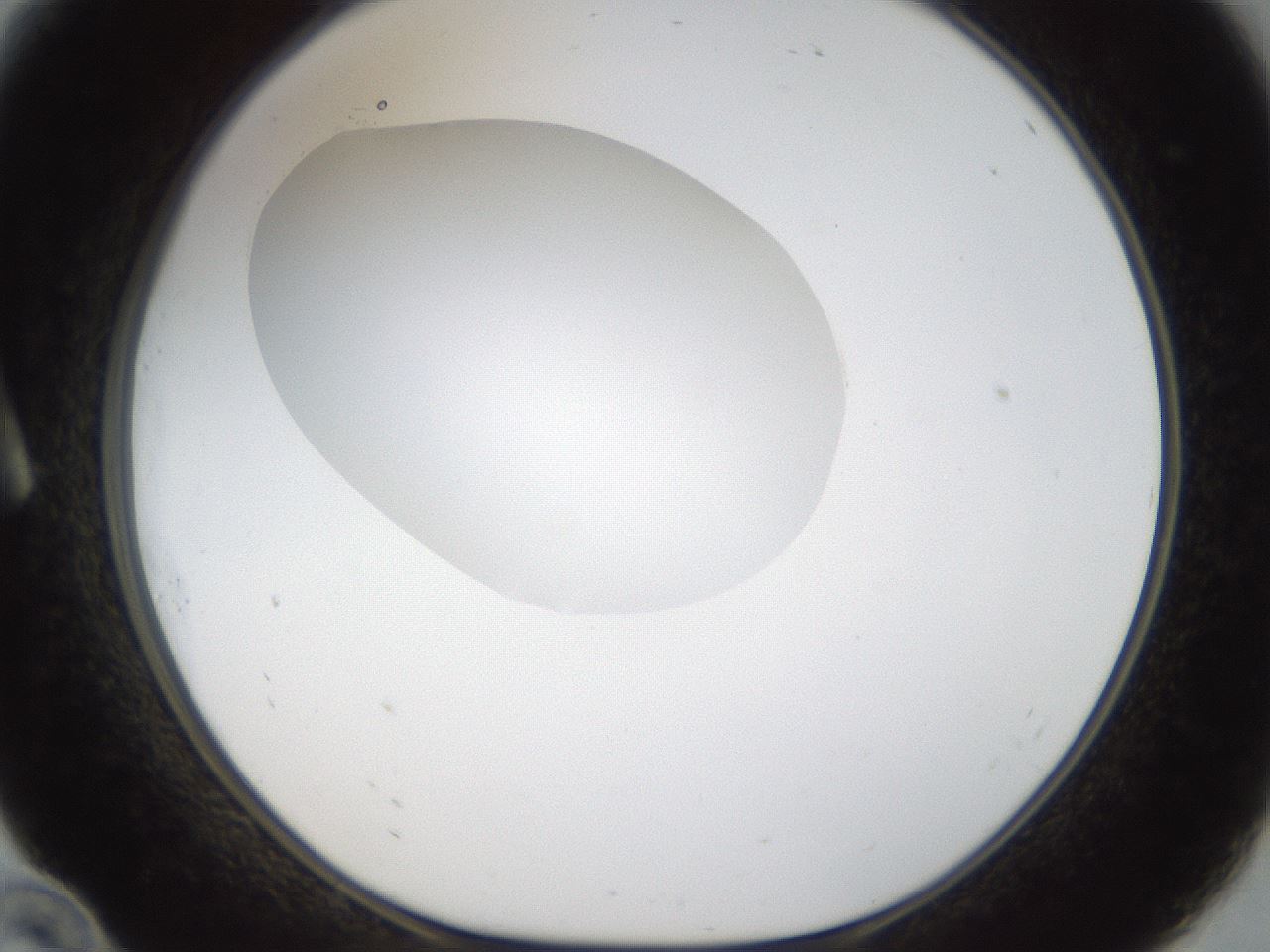folderID18_plateID1018_batchID1888_wellNum10_profileID1_d1_r43085_ef.jpg