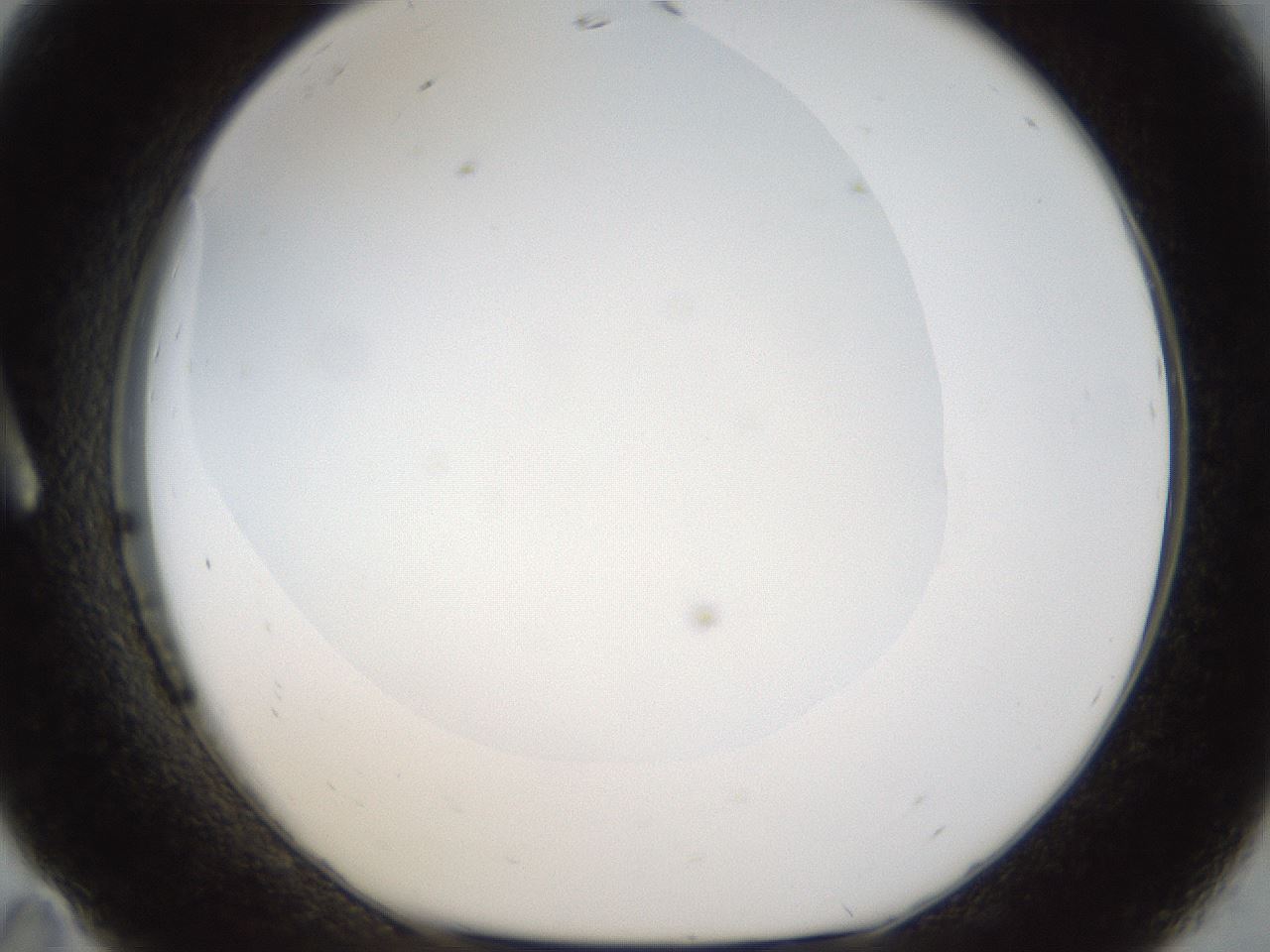 folderID18_plateID1018_batchID1888_wellNum11_profileID1_d1_r43086_ef.jpg