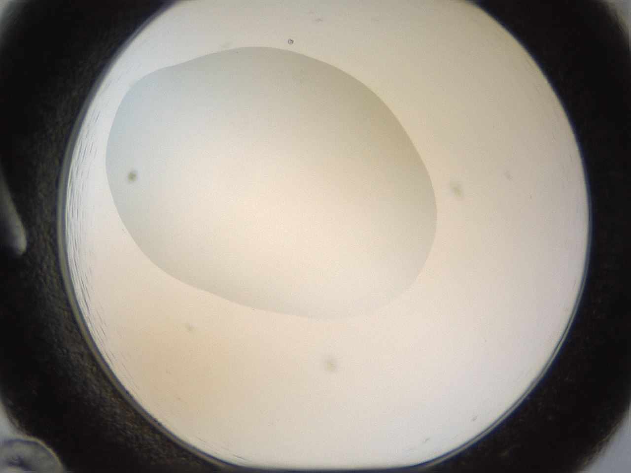folderID18_plateID1018_batchID1888_wellNum12_profileID1_d1_r43087_ef.jpg