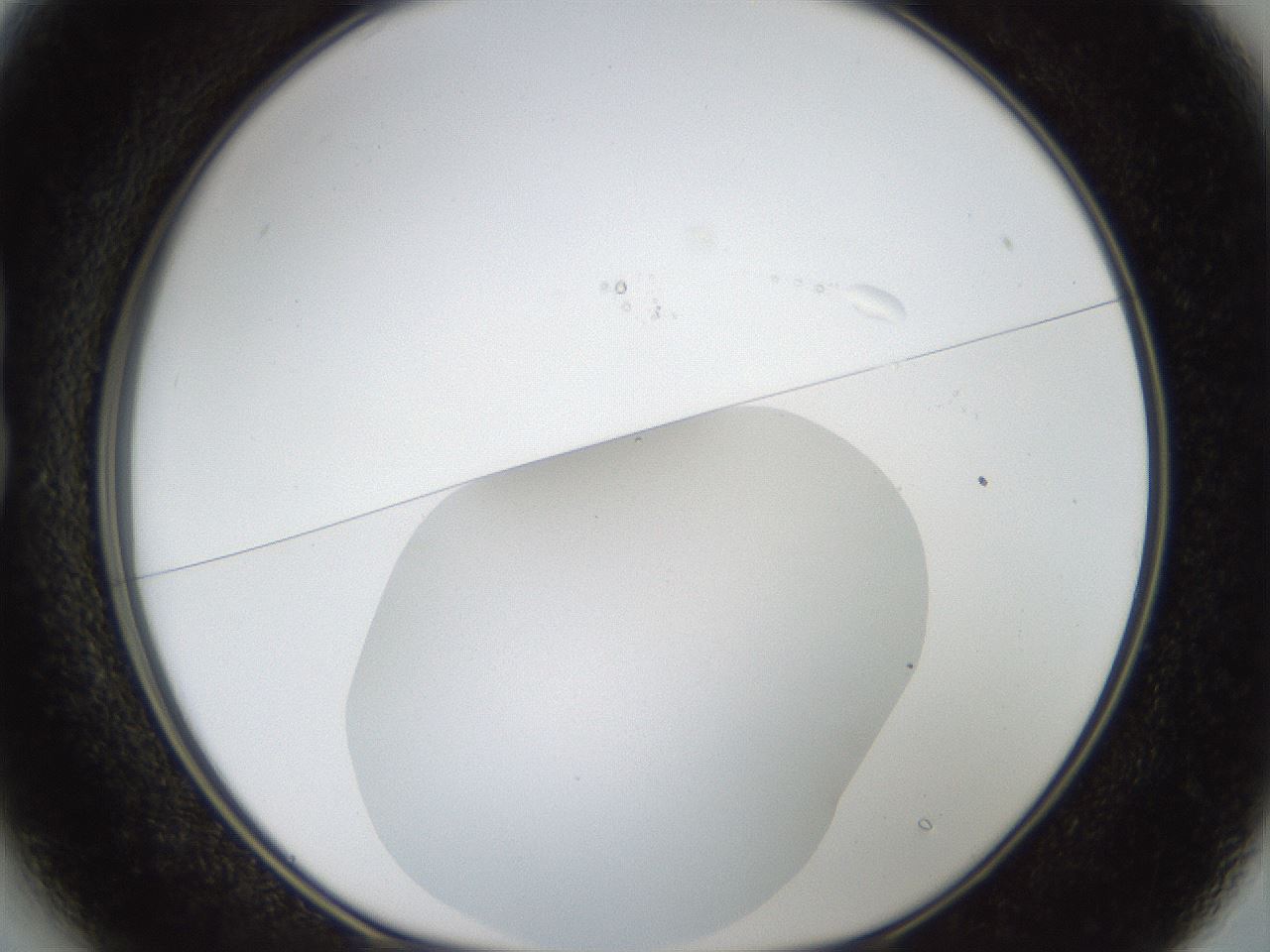 folderID18_plateID1018_batchID1888_wellNum13_profileID1_d1_r43088_ef.jpg