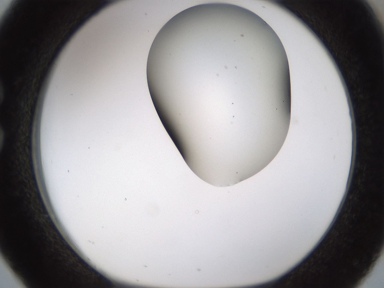 folderID190_plateID1190_batchID3355_wellNum26_profileID1_d1_r64952_ef.jpg