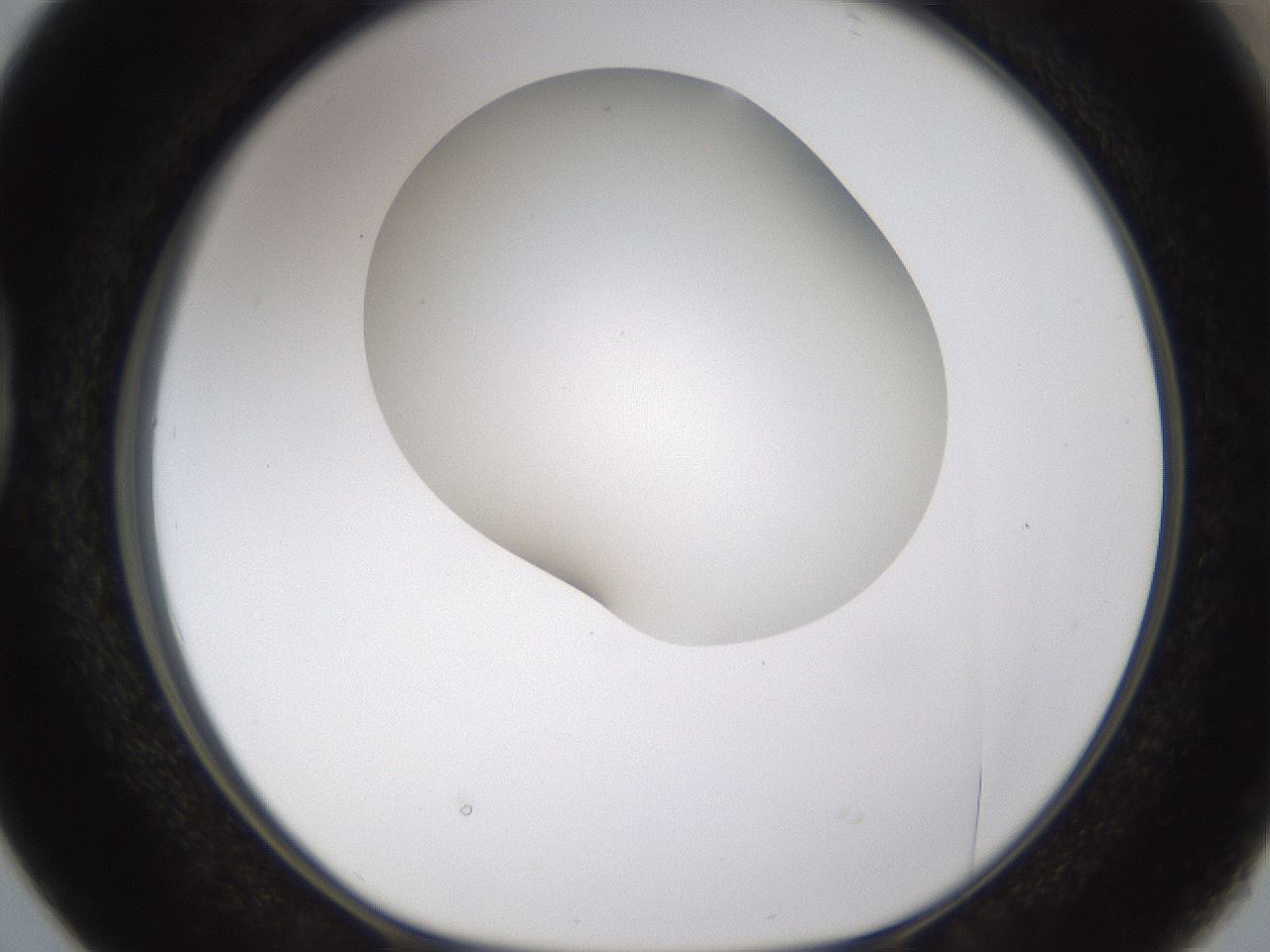 folderID190_plateID1190_batchID3355_wellNum38_profileID1_d1_r64964_ef.jpg