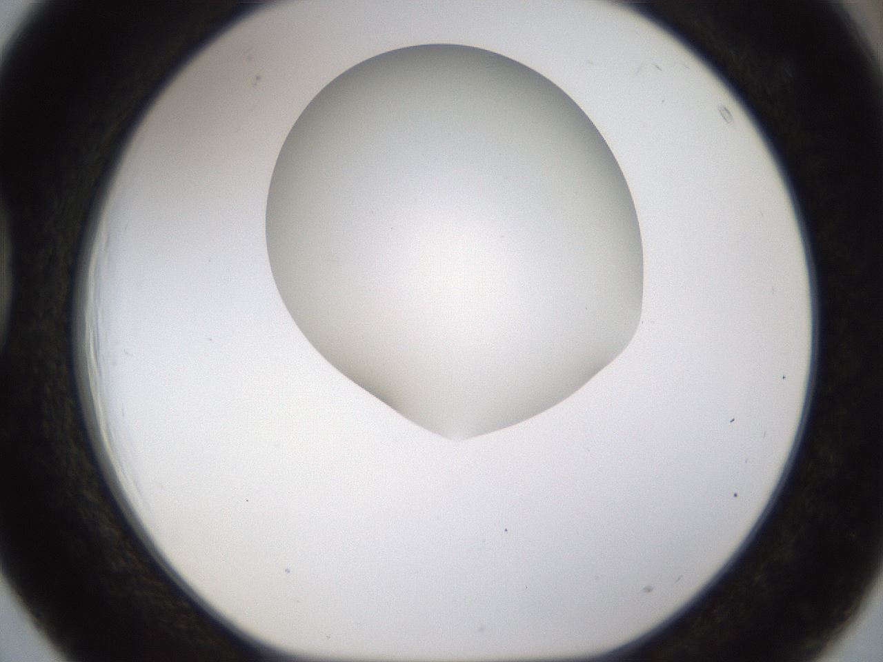 folderID190_plateID1190_batchID3355_wellNum39_profileID1_d1_r64965_ef.jpg