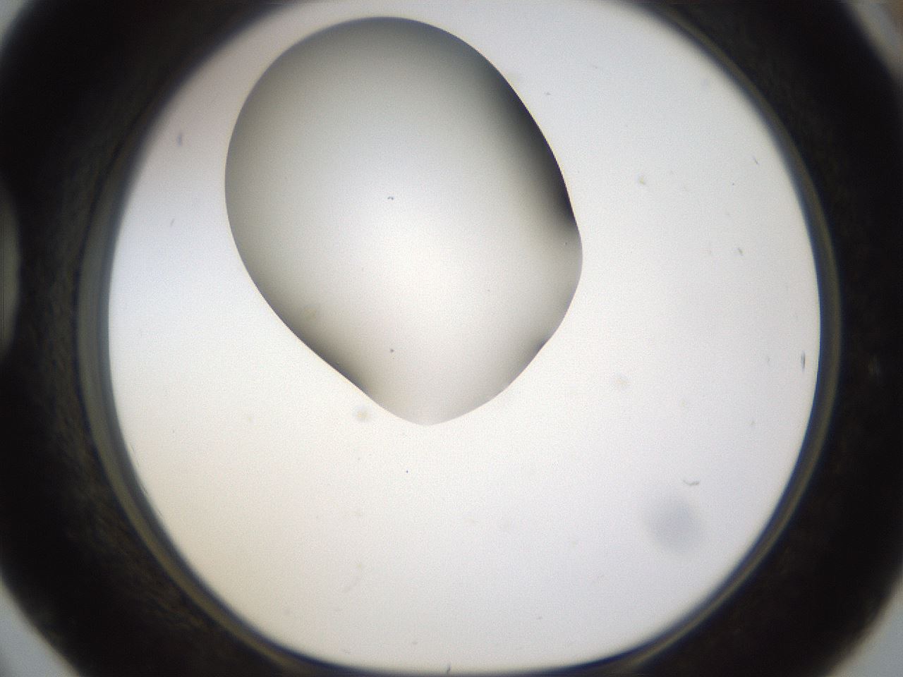 folderID190_plateID1190_batchID3355_wellNum42_profileID1_d1_r64968_ef.jpg