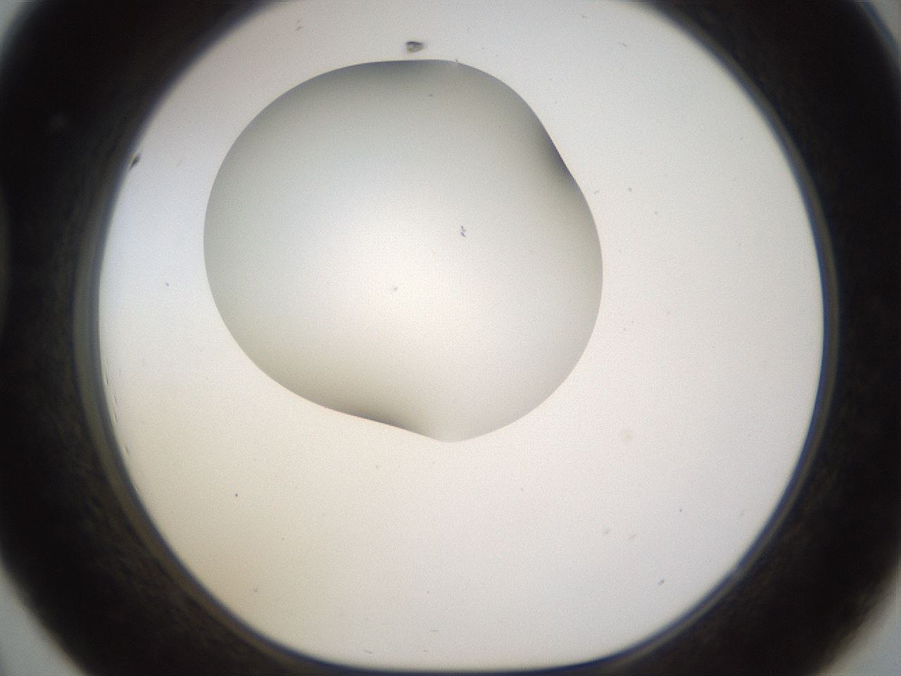 folderID190_plateID1190_batchID3355_wellNum44_profileID1_d1_r64970_ef.jpg
