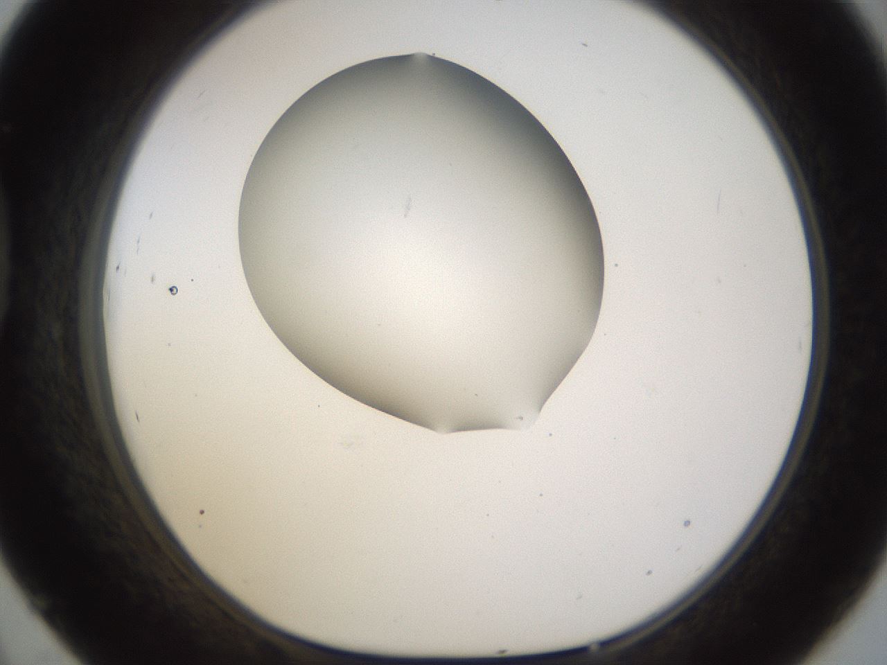 folderID190_plateID1190_batchID3355_wellNum45_profileID1_d1_r64971_ef.jpg