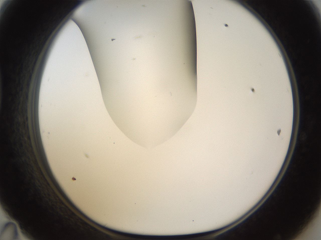 folderID190_plateID1190_batchID3355_wellNum47_profileID1_d1_r64973_ef.jpg
