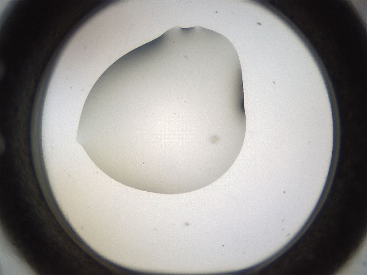 folderID190_plateID1190_batchID3355_wellNum54_profileID1_d1_r64980_ef.jpg