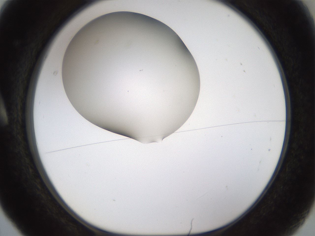 folderID190_plateID1190_batchID3355_wellNum5_profileID1_d1_r64931_ef.jpg