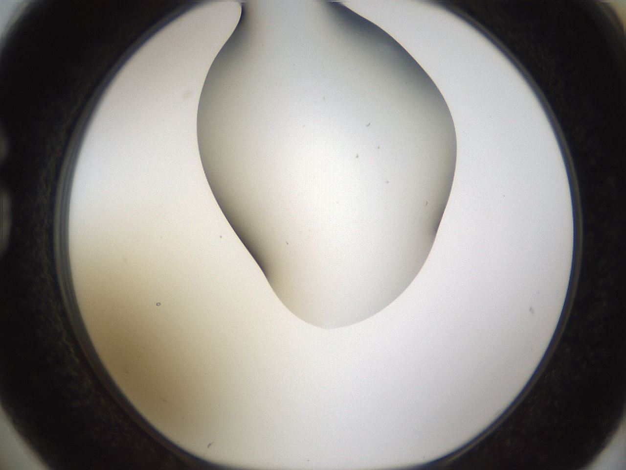 folderID190_plateID1190_batchID3355_wellNum74_profileID1_d1_r65000_ef.jpg