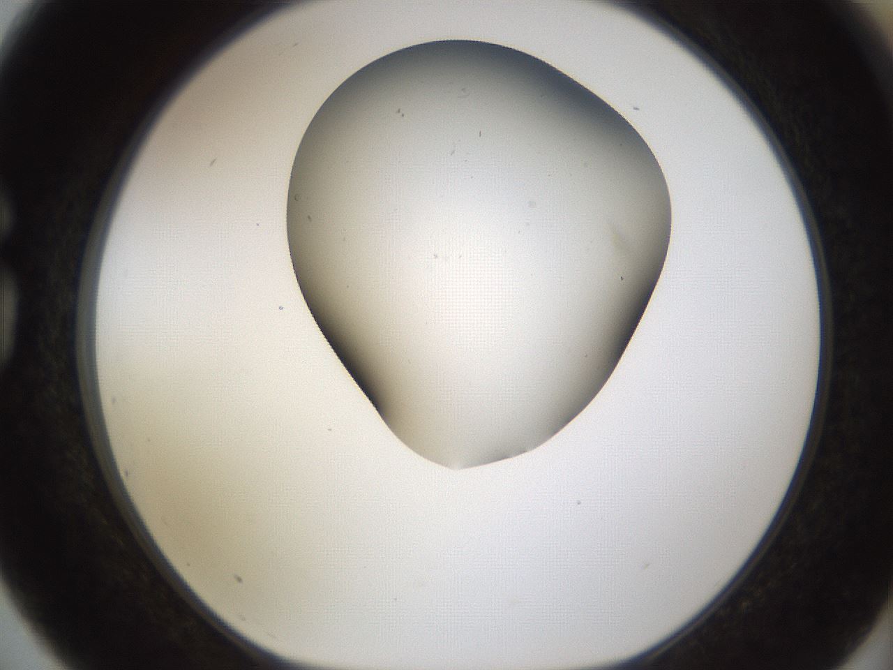 folderID190_plateID1190_batchID3355_wellNum75_profileID1_d1_r65001_ef.jpg