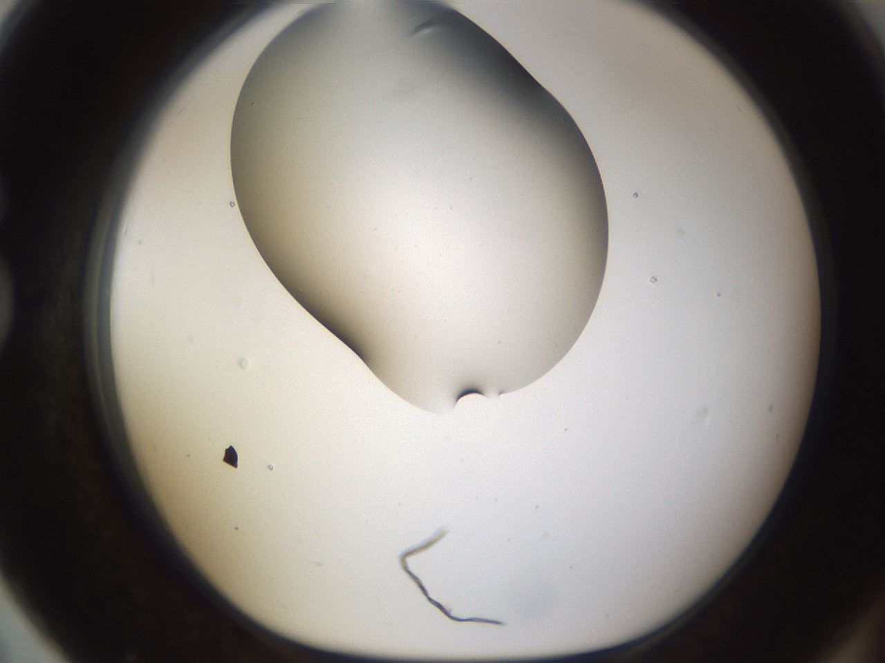 folderID190_plateID1190_batchID3355_wellNum79_profileID1_d1_r65005_ef.jpg