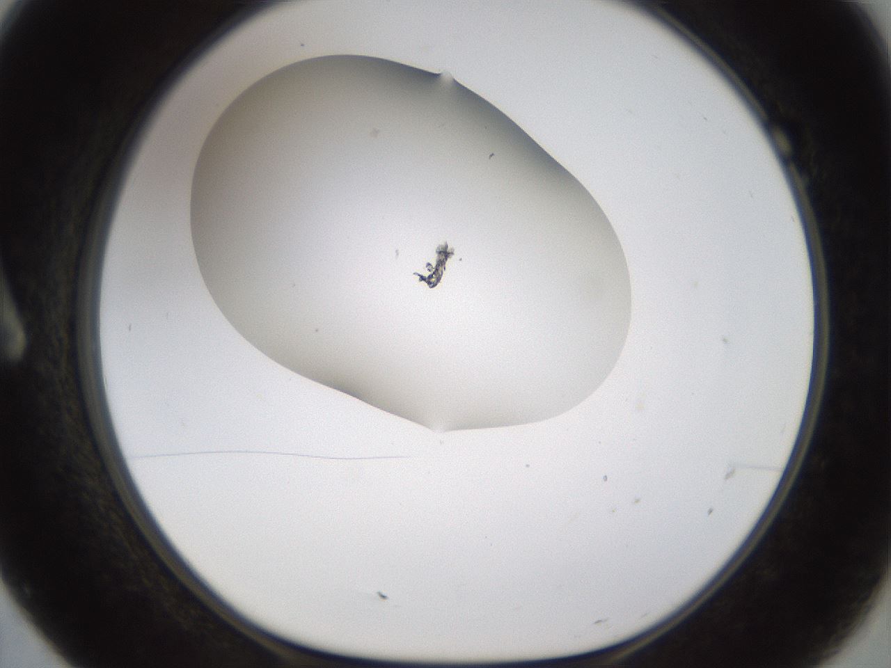 folderID190_plateID1190_batchID3355_wellNum7_profileID1_d1_r64933_ef.jpg