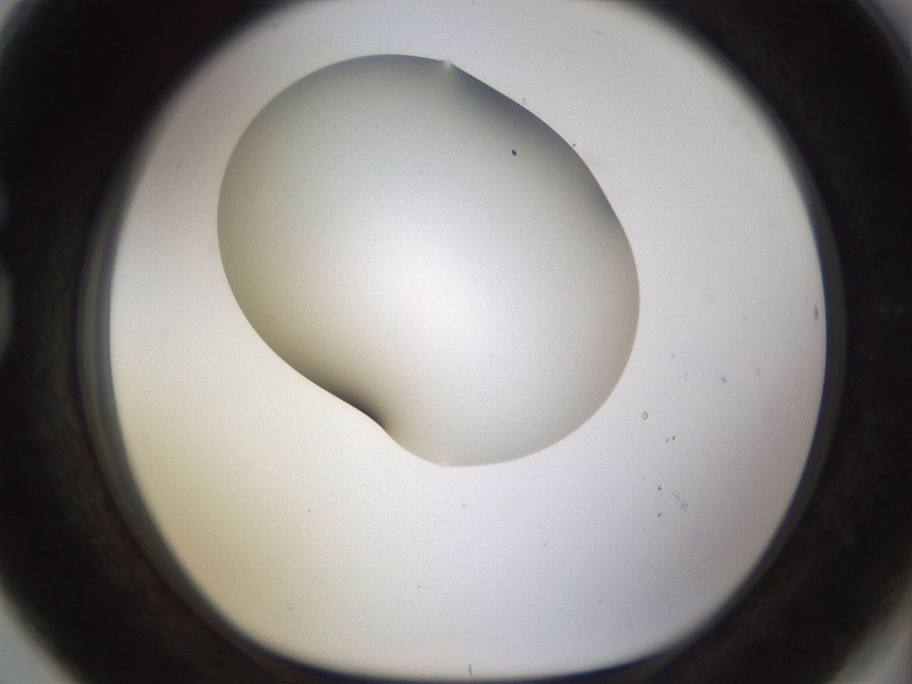 folderID190_plateID1190_batchID3355_wellNum80_profileID1_d1_r65006_ef.jpg