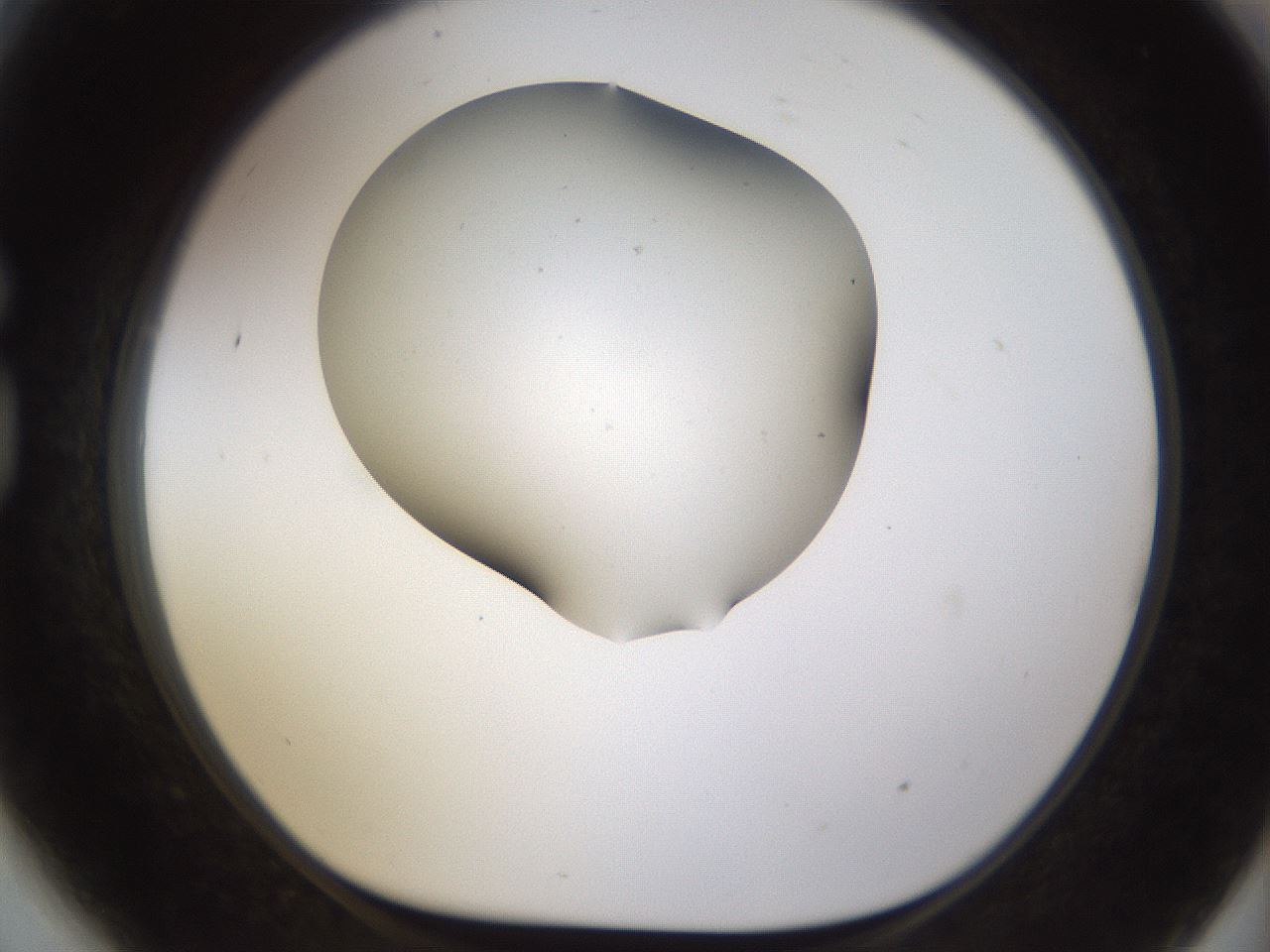 folderID190_plateID1190_batchID3355_wellNum81_profileID1_d1_r65007_ef.jpg