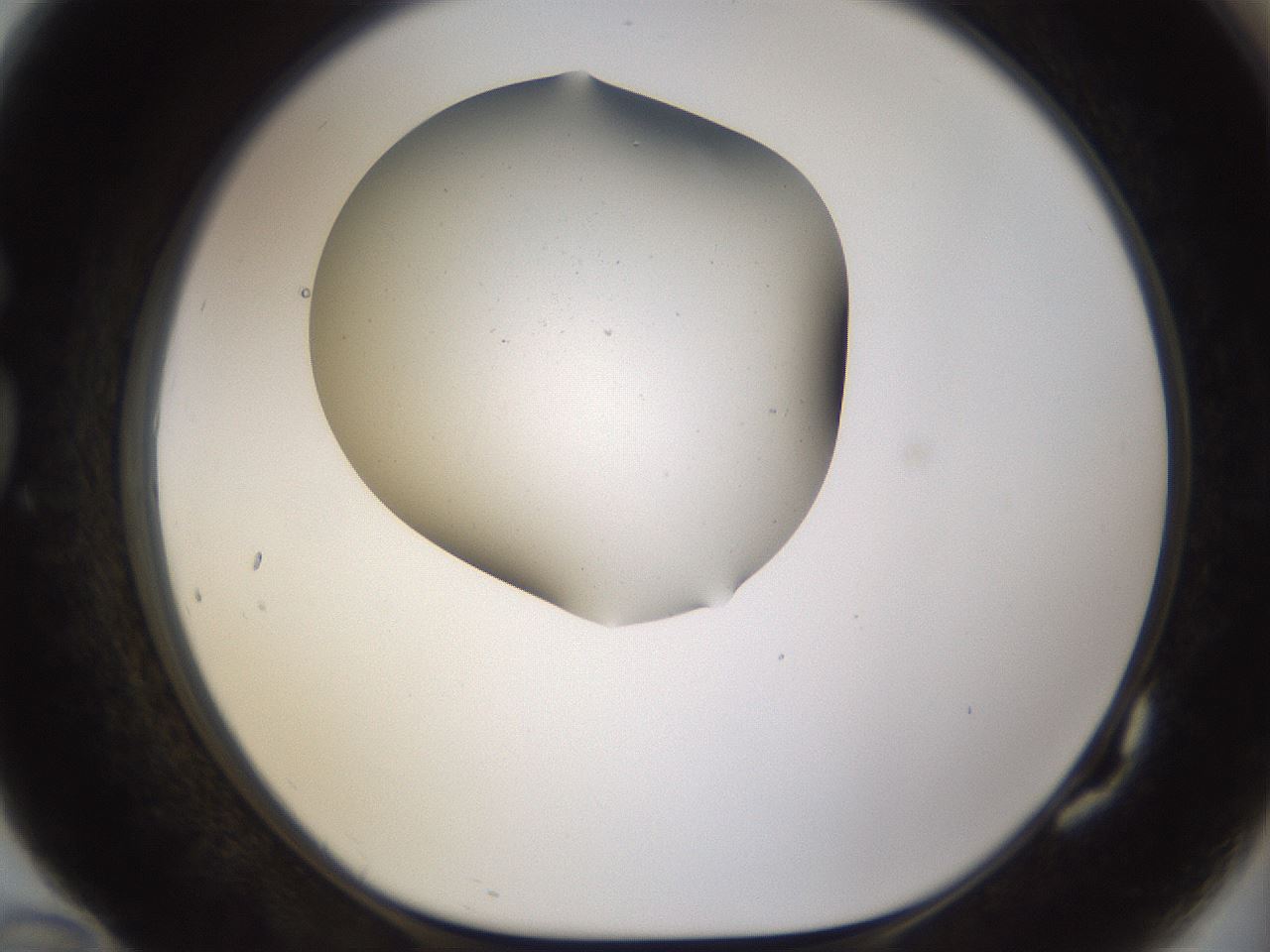 folderID190_plateID1190_batchID3355_wellNum82_profileID1_d1_r65008_ef.jpg