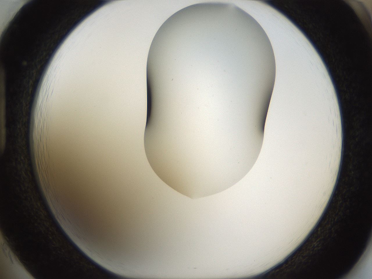folderID190_plateID1190_batchID3355_wellNum85_profileID1_d1_r65011_ef.jpg