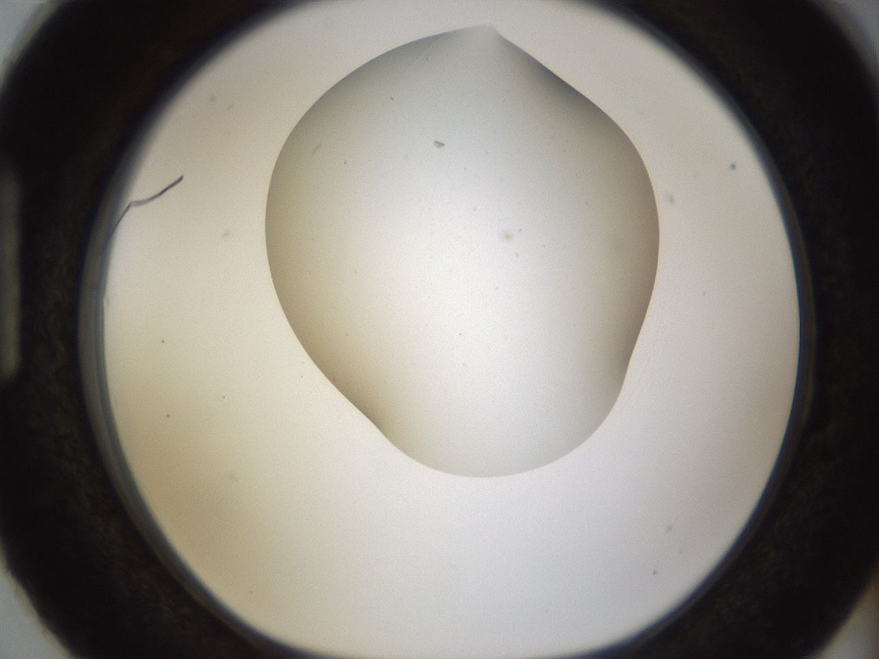 folderID190_plateID1190_batchID3355_wellNum87_profileID1_d1_r65013_ef.jpg