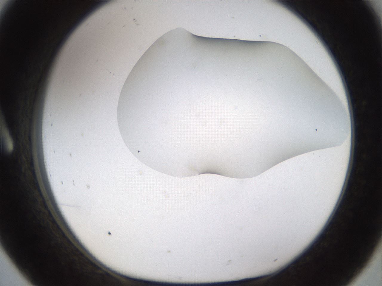 folderID190_plateID1190_batchID3355_wellNum8_profileID1_d1_r64934_ef.jpg
