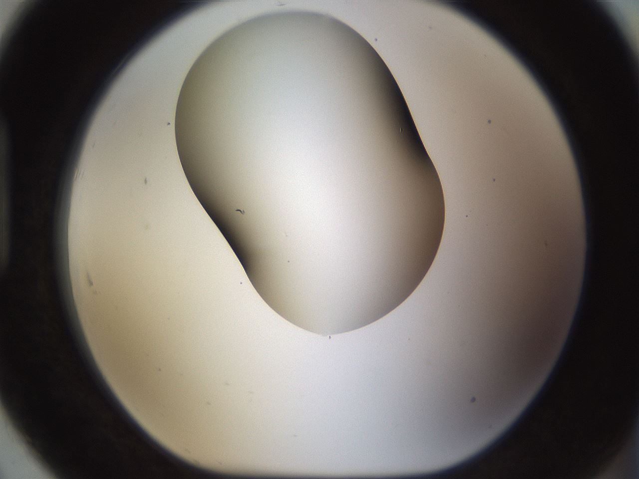 folderID190_plateID1190_batchID3355_wellNum91_profileID1_d1_r65017_ef.jpg
