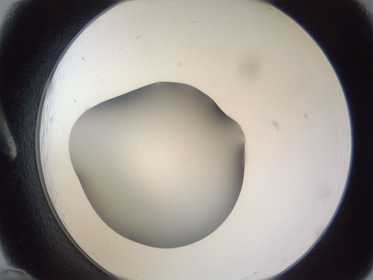 folderID190_plateID2190_batchID9958_wellNum12_profileID1_d1_r148514_ef.jpg