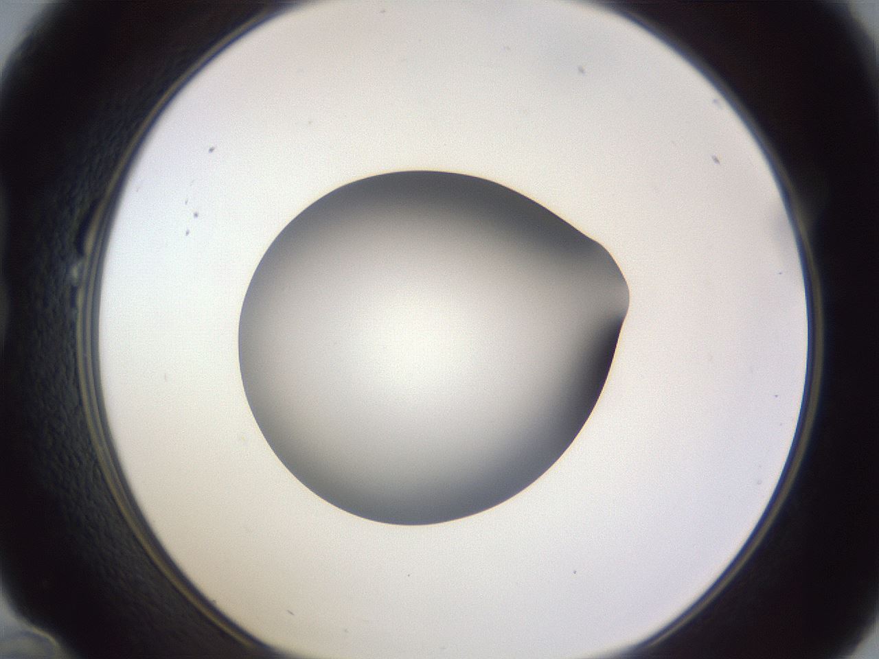folderID190_plateID2190_batchID9958_wellNum22_profileID1_d1_r148524_ef.jpg
