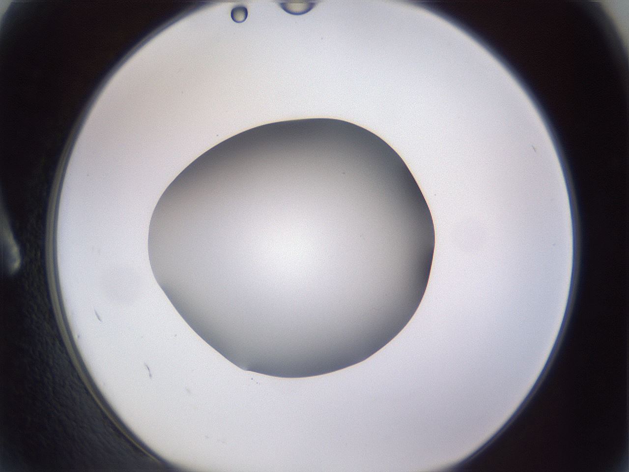 folderID190_plateID2190_batchID9958_wellNum2_profileID1_d1_r148504_ef.jpg