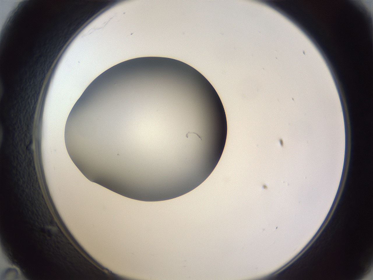 folderID190_plateID2190_batchID9958_wellNum35_profileID1_d1_r148537_ef.jpg