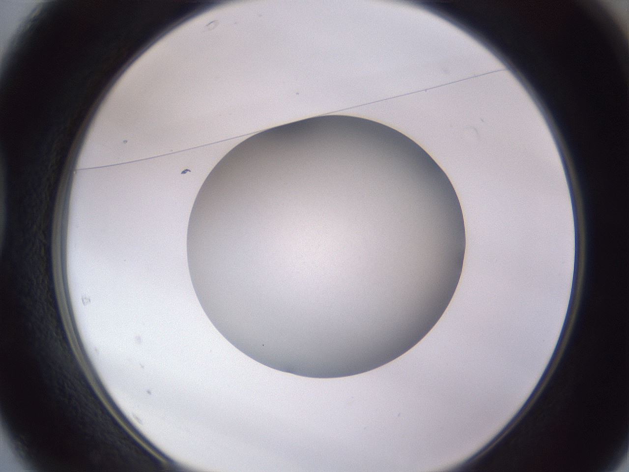 folderID190_plateID2190_batchID9958_wellNum37_profileID1_d1_r148539_ef.jpg