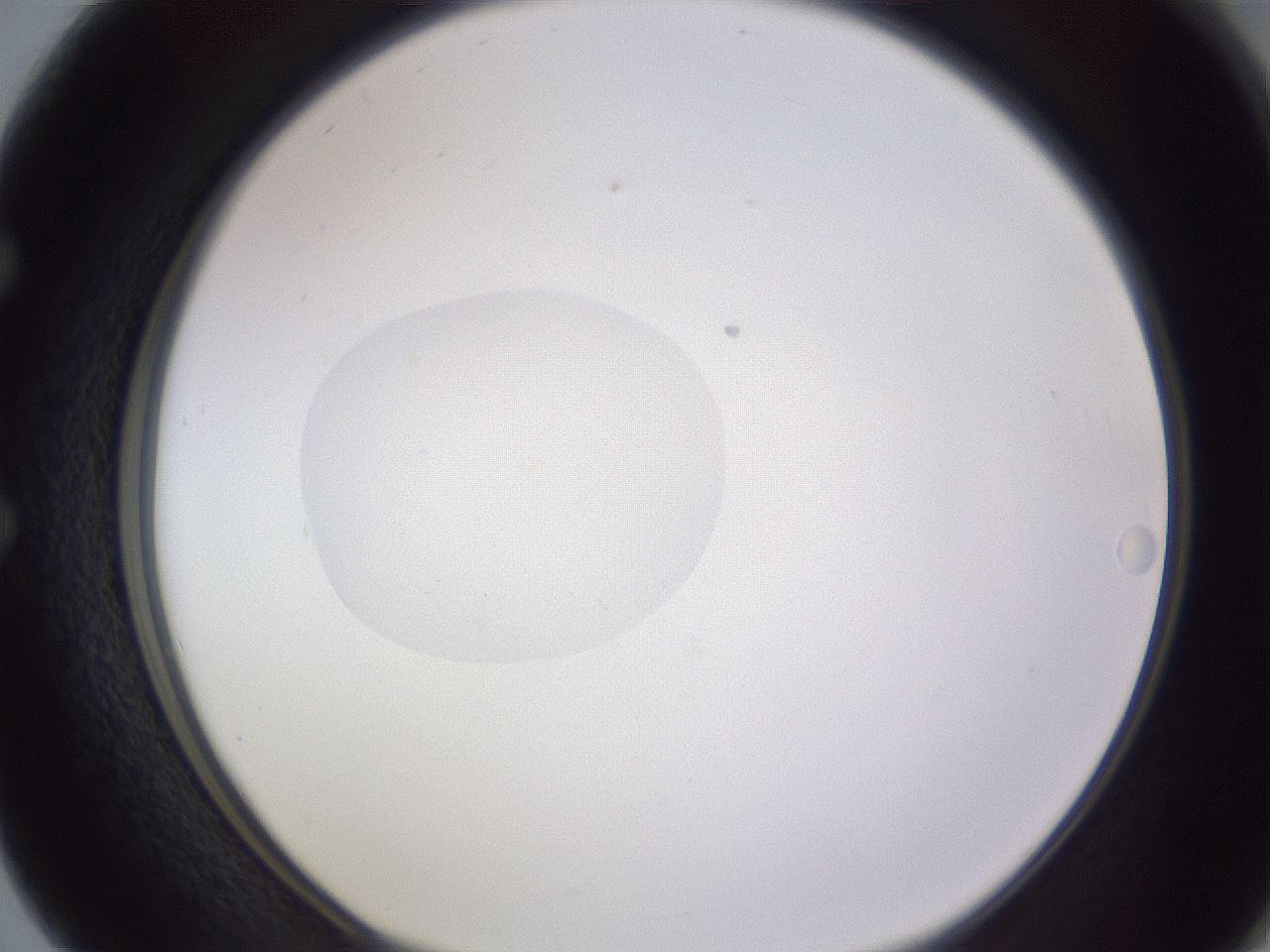 folderID190_plateID2190_batchID9958_wellNum50_profileID1_d1_r148552_ef.jpg