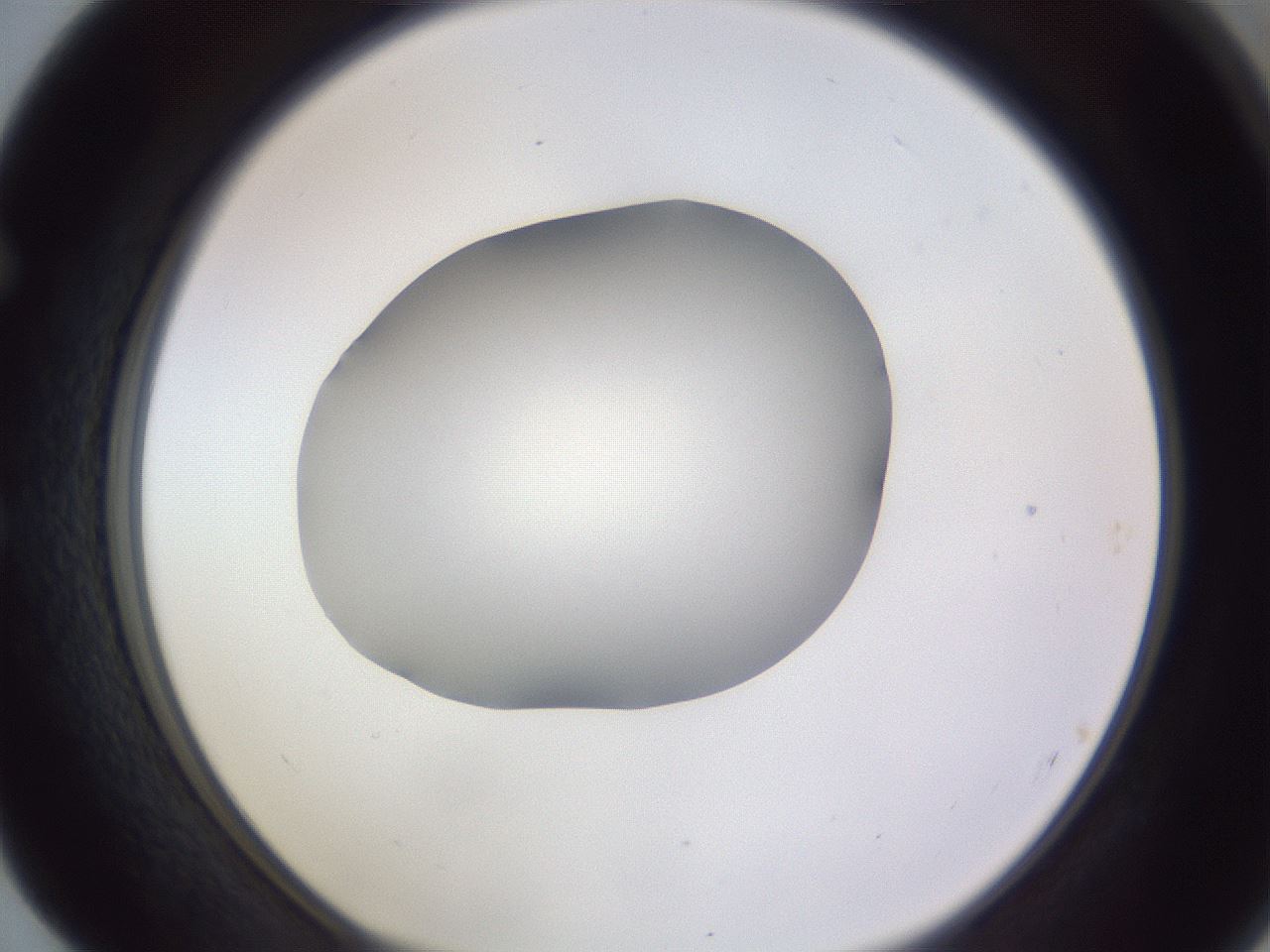 folderID190_plateID2190_batchID9958_wellNum52_profileID1_d1_r148554_ef.jpg