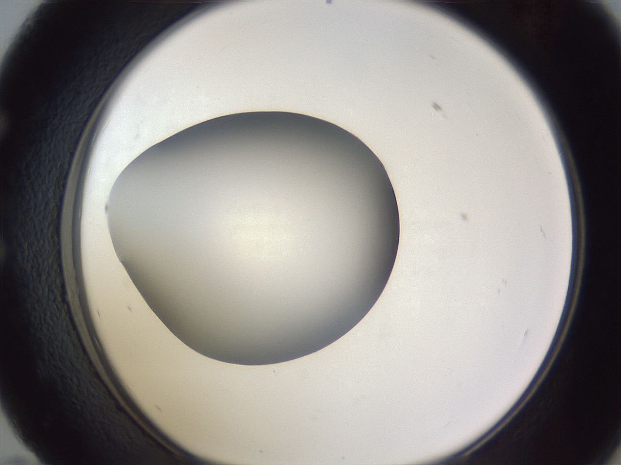 folderID190_plateID2190_batchID9958_wellNum59_profileID1_d1_r148561_ef.jpg