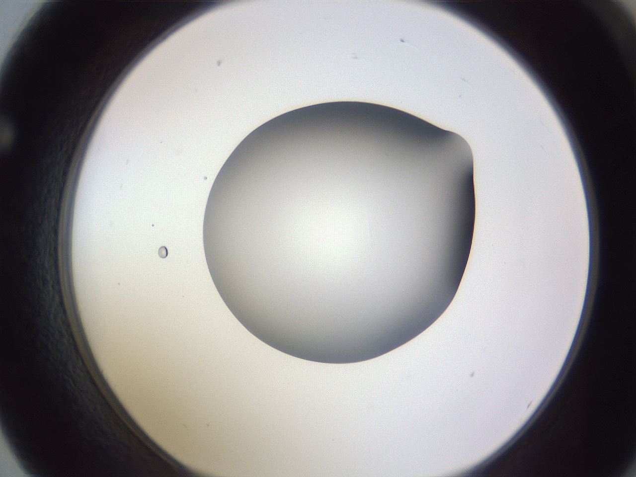 folderID190_plateID2190_batchID9958_wellNum62_profileID1_d1_r148564_ef.jpg