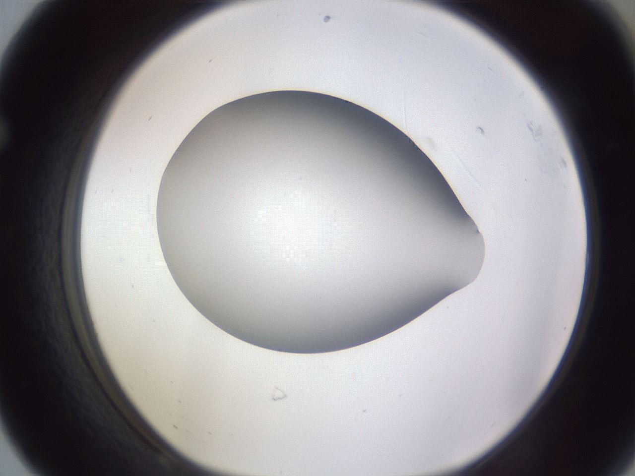 folderID190_plateID2190_batchID9958_wellNum68_profileID1_d1_r148570_ef.jpg