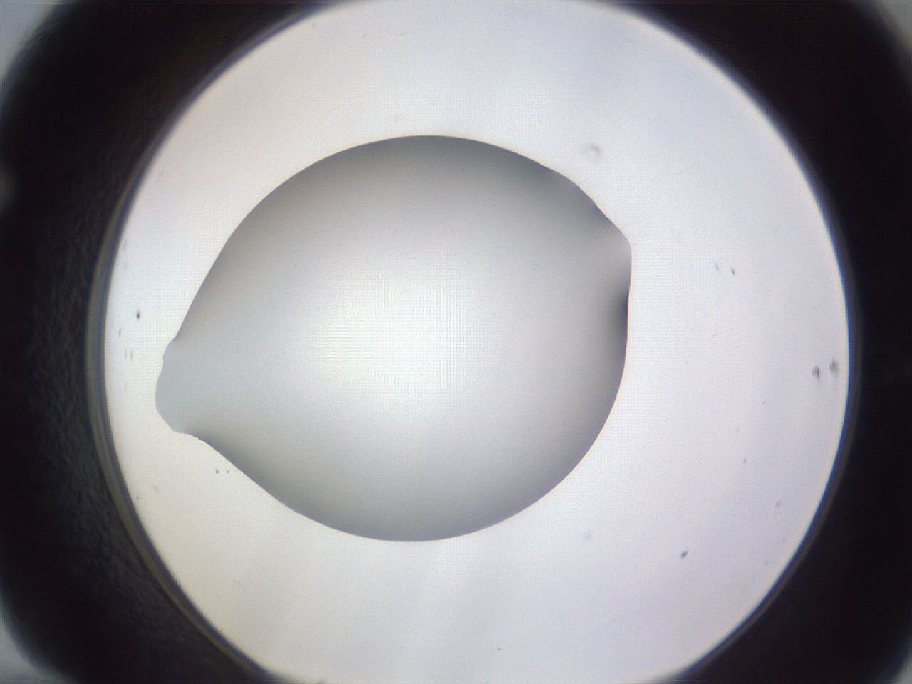 folderID190_plateID2190_batchID9958_wellNum70_profileID1_d1_r148572_ef.jpg