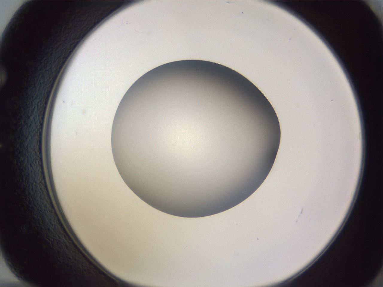 folderID190_plateID2190_batchID9958_wellNum72_profileID1_d1_r148574_ef.jpg