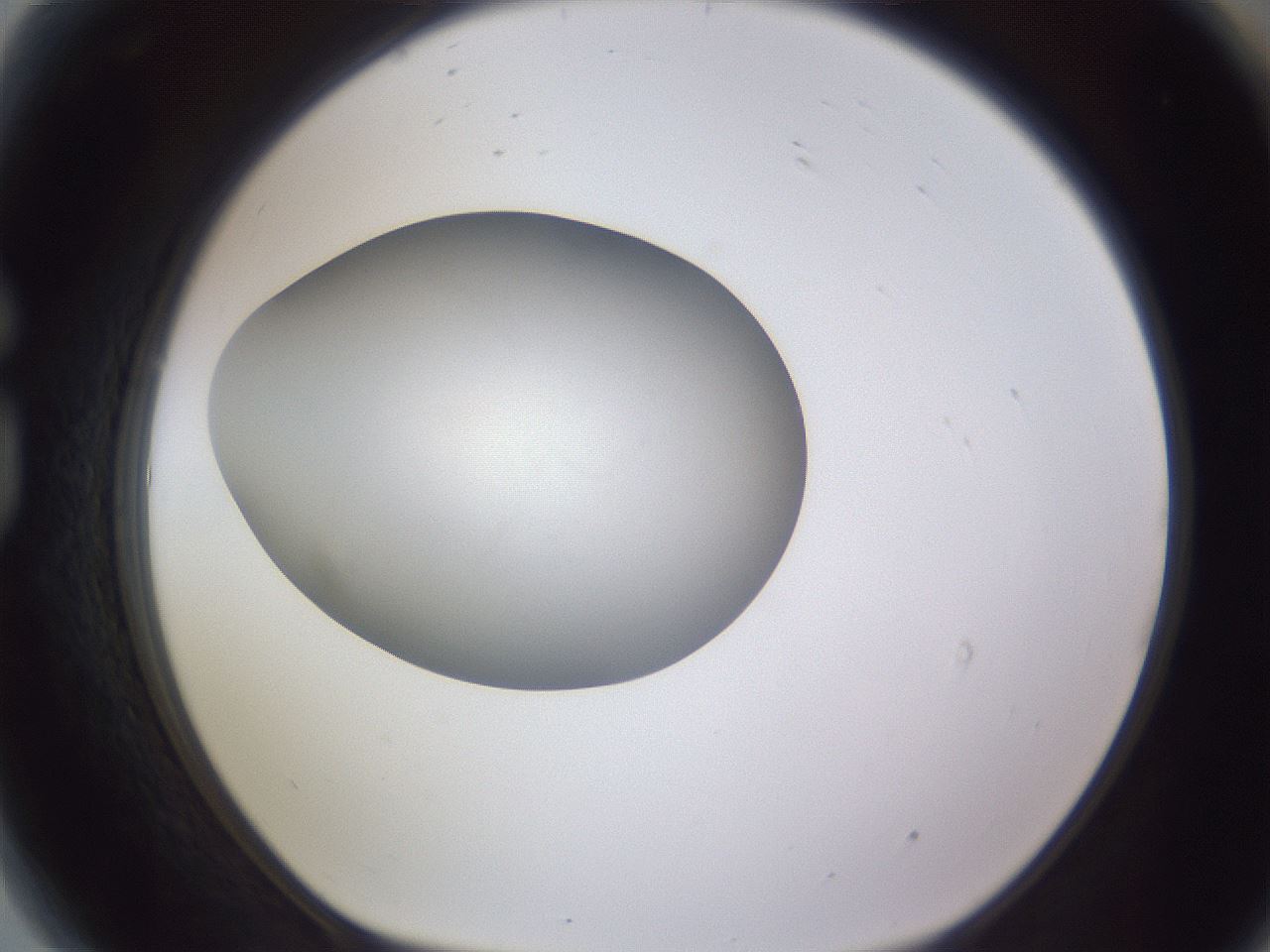 folderID190_plateID2190_batchID9958_wellNum81_profileID1_d1_r148583_ef.jpg