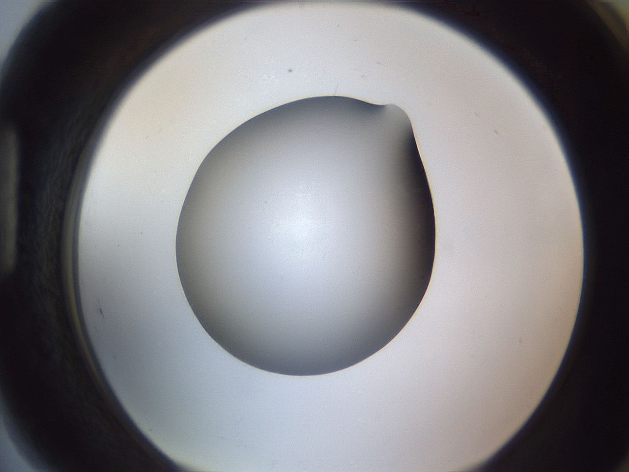 folderID190_plateID2190_batchID9958_wellNum89_profileID1_d1_r148591_ef.jpg