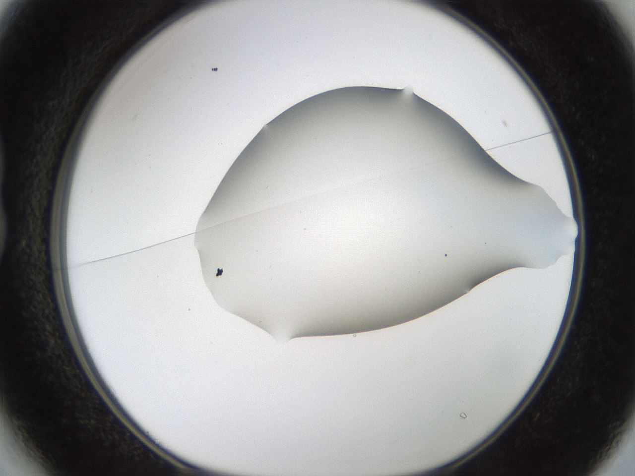 folderID191_plateID1191_batchID3363_wellNum13_profileID1_d1_r65515_ef.jpg