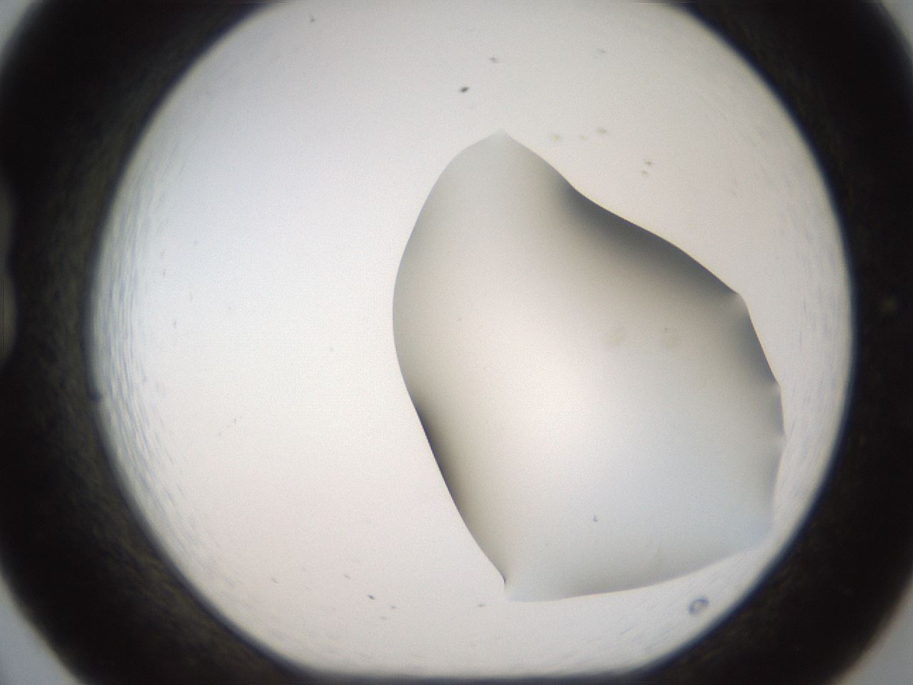 folderID191_plateID1191_batchID3363_wellNum20_profileID1_d1_r65522_ef.jpg