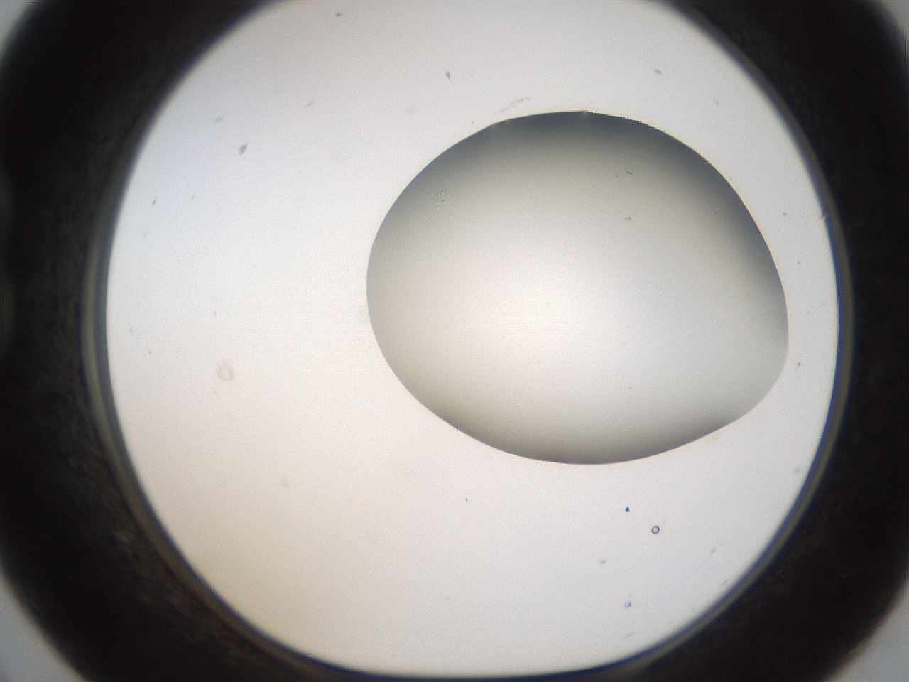 folderID191_plateID1191_batchID3363_wellNum21_profileID1_d1_r65523_ef.jpg