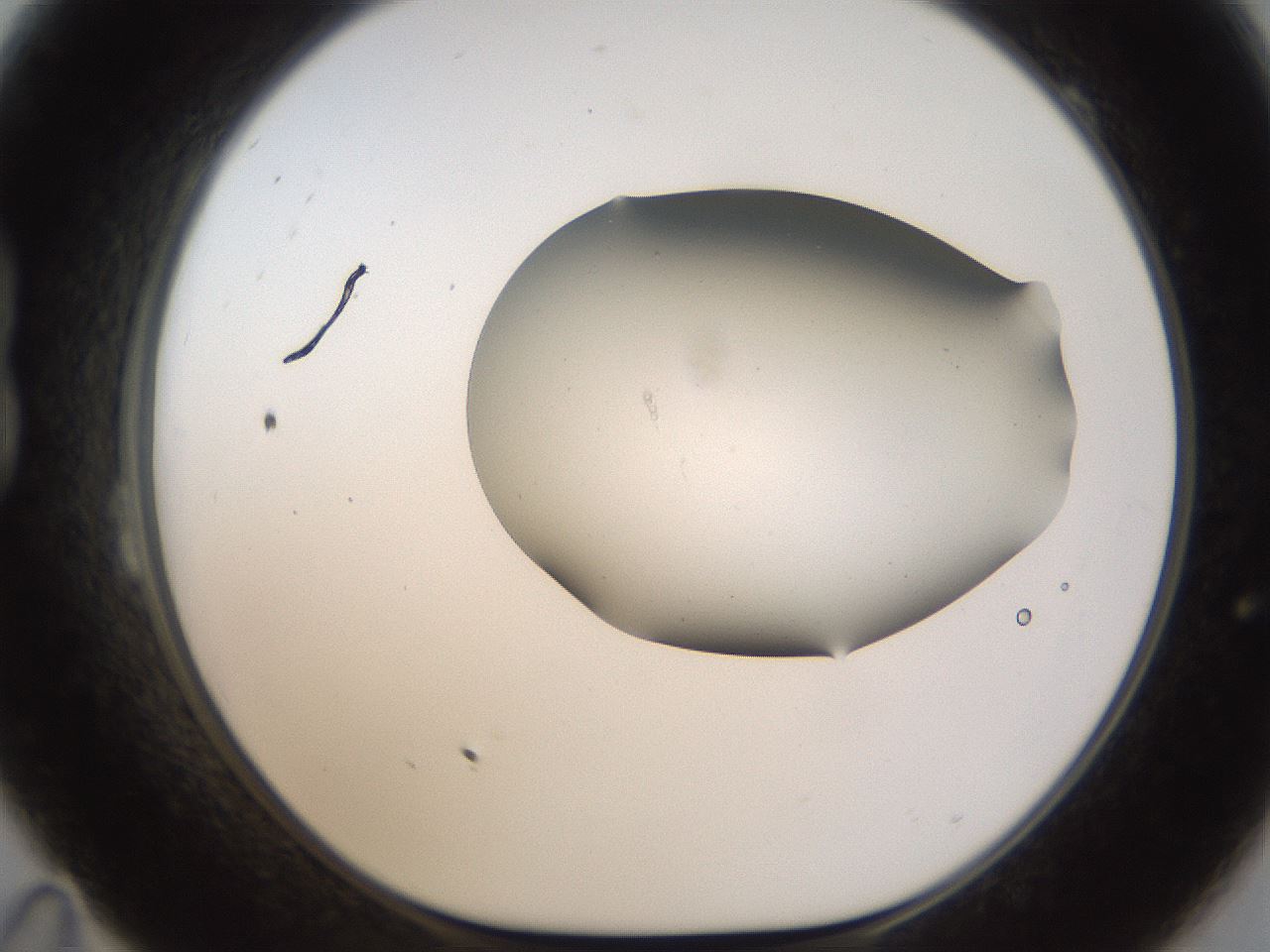 folderID191_plateID1191_batchID3363_wellNum23_profileID1_d1_r65525_ef.jpg