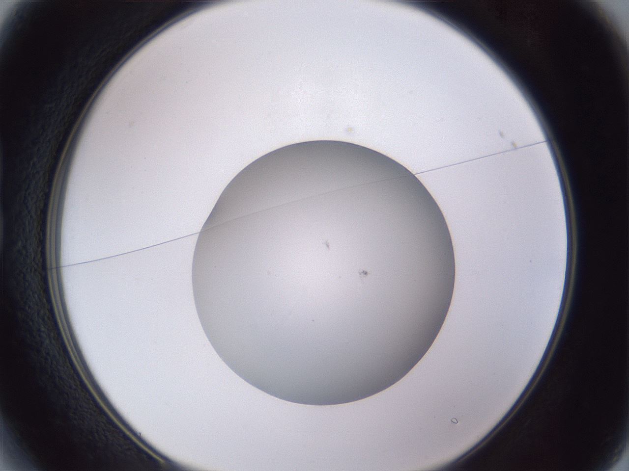 folderID191_plateID2191_batchID9956_wellNum13_profileID1_d1_r148323_ef.jpg