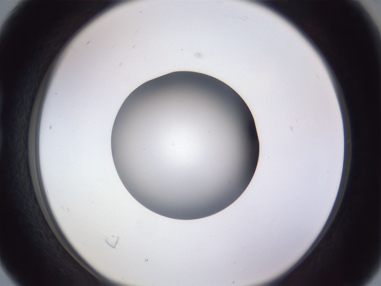 folderID191_plateID2191_batchID9956_wellNum16_profileID1_d1_r148326_ef.jpg