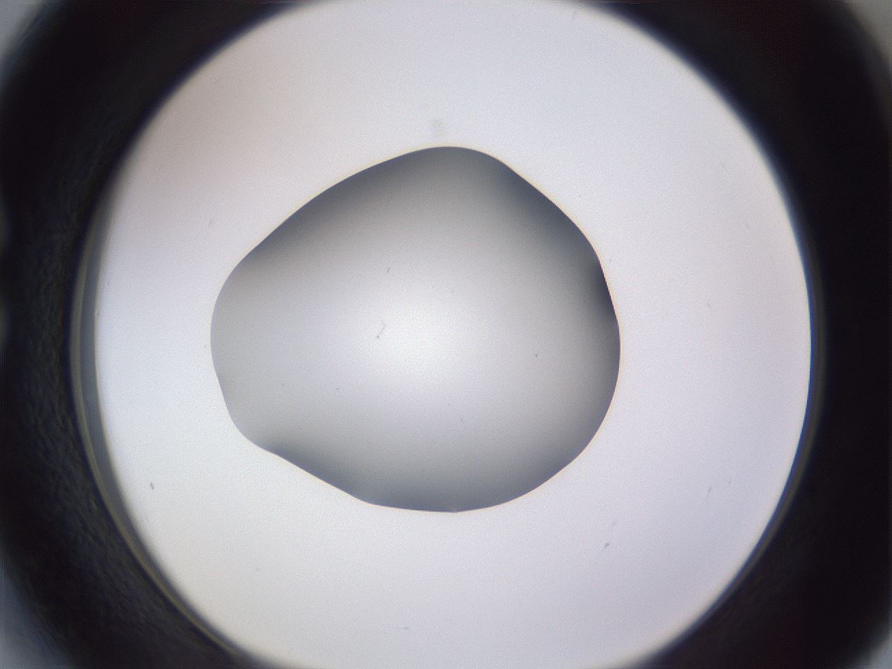 folderID191_plateID2191_batchID9956_wellNum27_profileID1_d1_r148337_ef.jpg