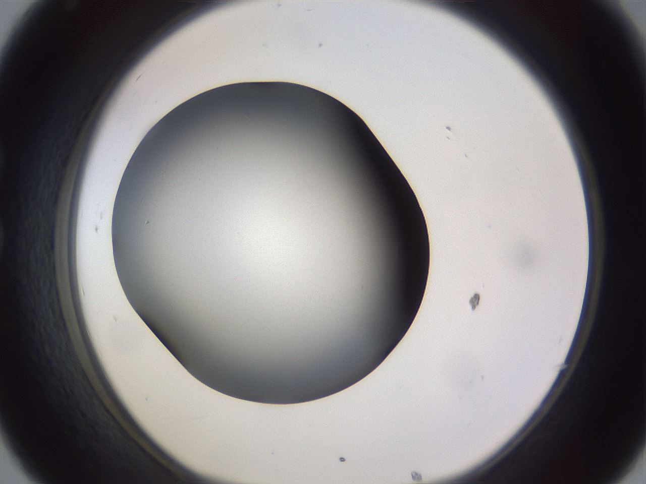 folderID191_plateID2191_batchID9956_wellNum32_profileID1_d1_r148342_ef.jpg